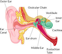 ear disorder