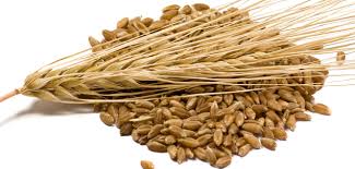barley