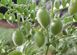 spinachsalad