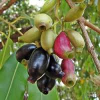 jamun1