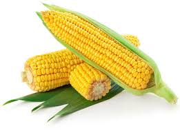 maize