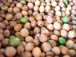 pigeonpea
