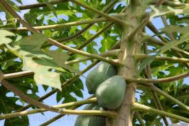 unripepapaya