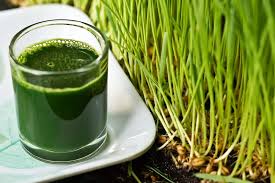 wheatgrass