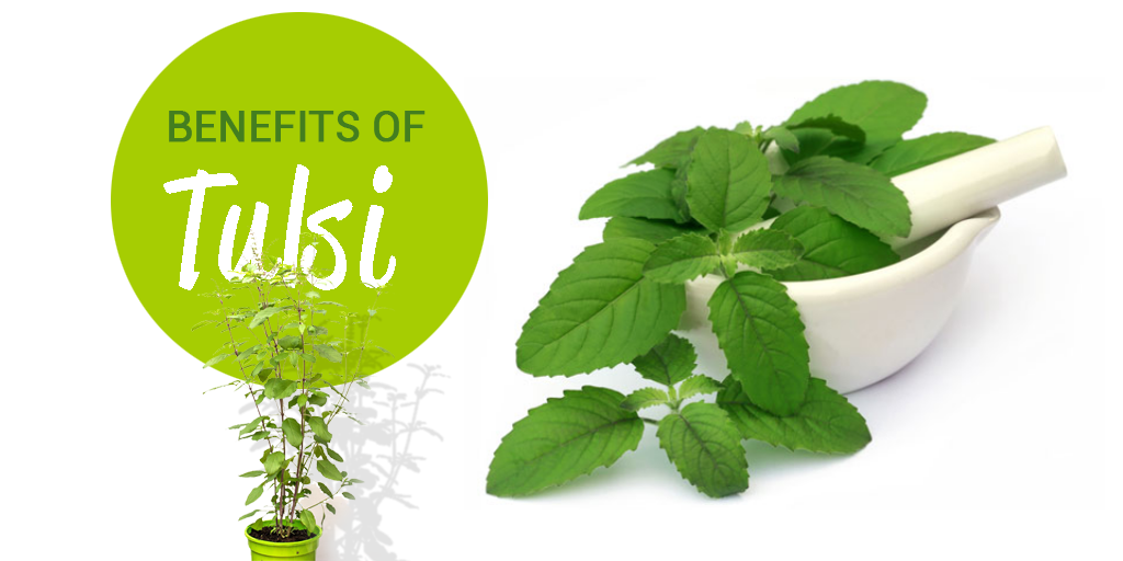 benefits of tulsi